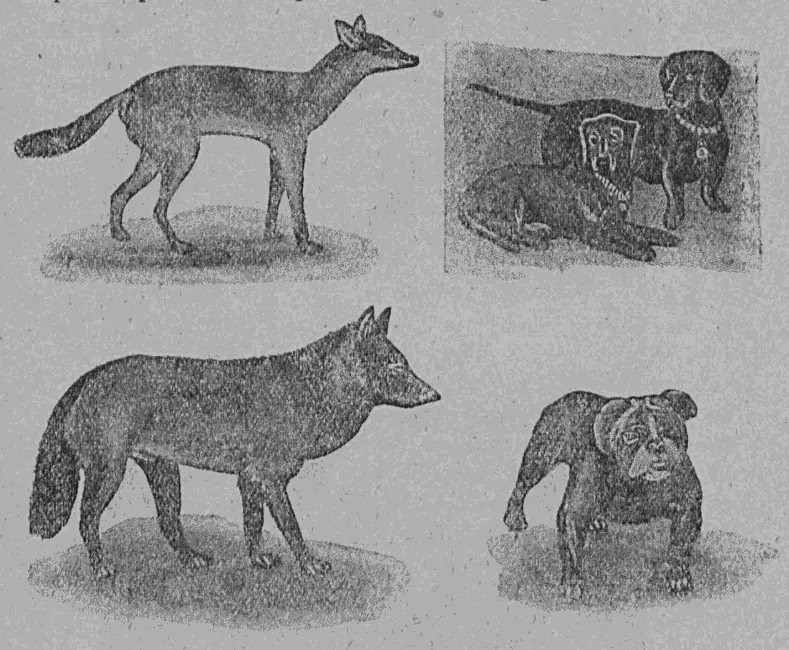 Рис 32 Слева вверху абиссинский волк прародитель борзых собак и такс - фото 32