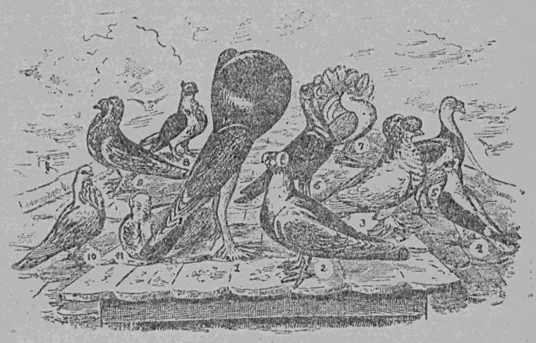 Рис 33 Сопоставление некоторых голубиных пород 1 Зобатые голуби дутыши - фото 33