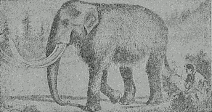 Рис 34 Мамонт близкий родяч слонов вымерший на памяти человека В 1901 году - фото 34
