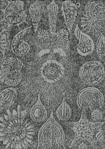 Рис 35 Простейшие ныне живущие организмы В настоящее время мы находим - фото 35