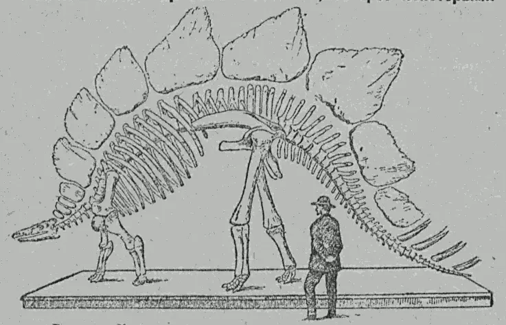 Рис 37 Костяк вымершего пресмыкающегося стегозавра Многие сухопутные ящеры - фото 37
