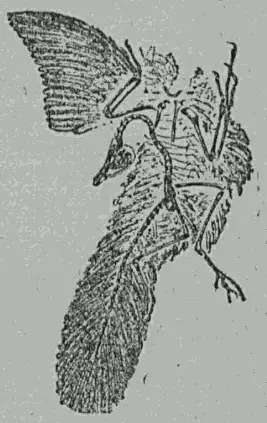 Рис 39 Отпечаток археоптерикса птицеящера животного похожего на тех - фото 39