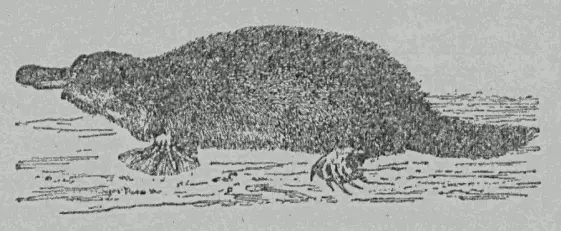 Рис 40 Утконос Как мог образоваться шерстный покров млекопитающего - фото 40