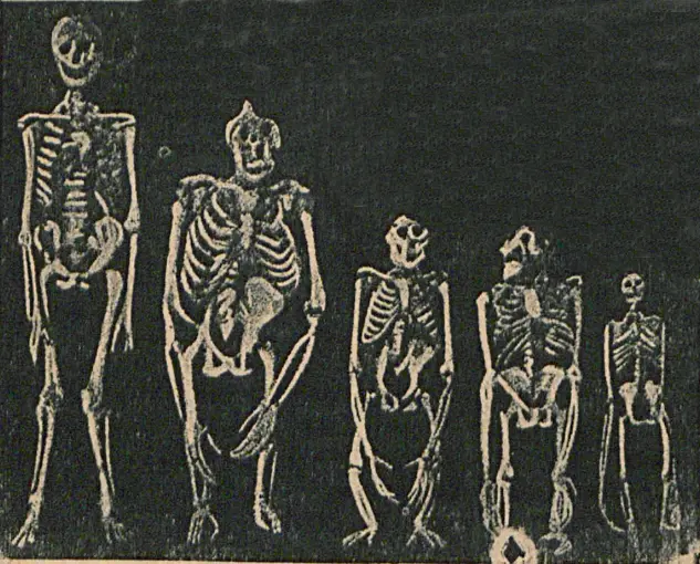 Рис 43 Скелеты слева направо человека гориллы шимпанзе орангутана и - фото 43