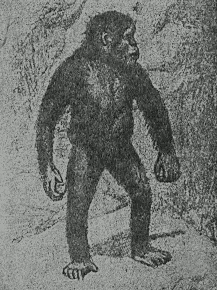 Рис 49 Внешний вид австралопитека Детеныш в возрасте 45 лет На что - фото 49