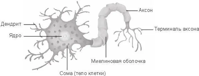 Рис 24Нейрон Процесс синаптической передачи напрямую позволяет нейронам - фото 9
