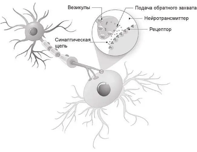 Рис 25Синаптическая связь Существует много типов синаптических связей - фото 10