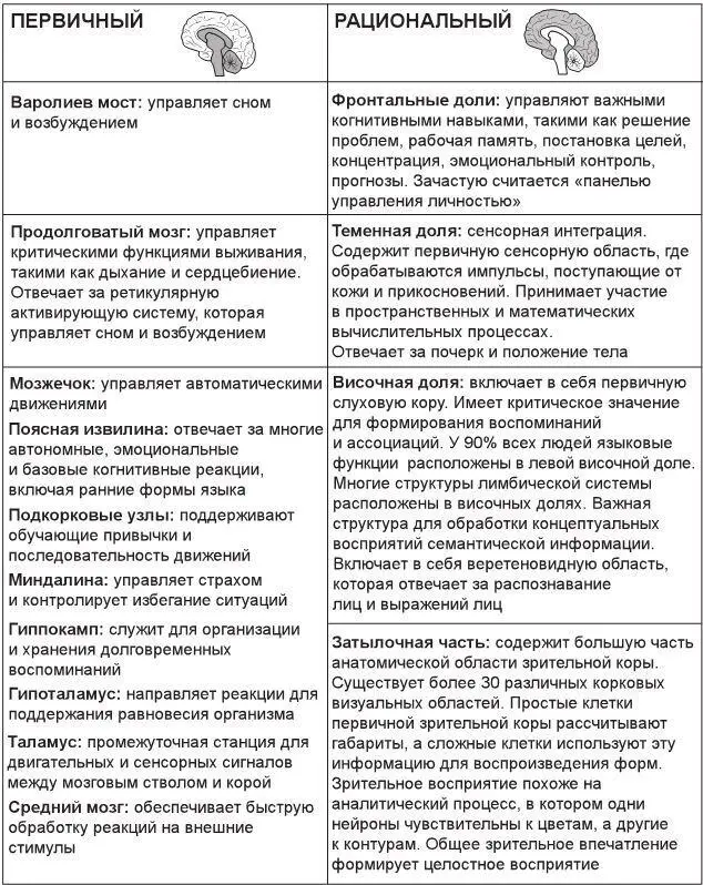 Рис 29Критические подструктуры первичного и рационального мозга Рис - фото 14