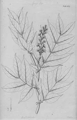 Humboldtia laurifolia Гумбольдту нужно было найти государство которое впустило - фото 9