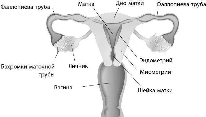 Клетка Клетка это кирпичик жизни Все живые существа состоят как минимум из - фото 51