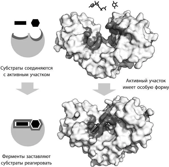 В одной из реакций клеточного дыхания фермент гексокиназа смыкается над двумя - фото 99