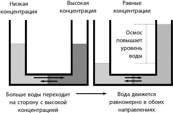 Срезанные цветы помещают в гипотоническую воду свежая чистая вода подойдет - фото 102