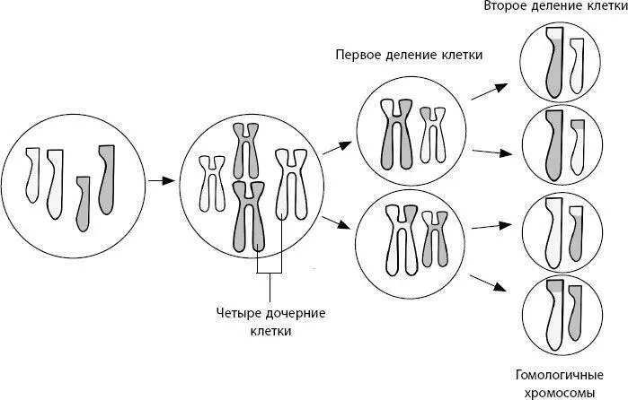 Мейоз это вид деления клеток в результате которого получается четыре - фото 152