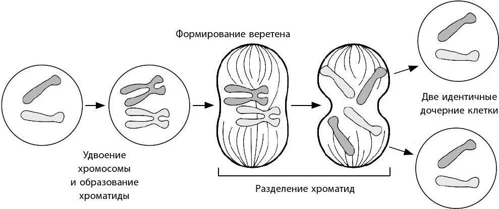 В результате митоза одна клетка превращается в две идентичные дочерние клетки - фото 153