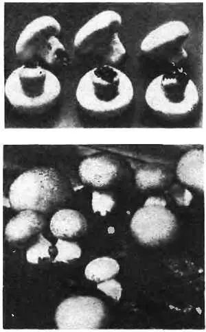 Рис 1 Плодовые тела шампиньонов белых вверху и кремовых штаммов внизу - фото 1