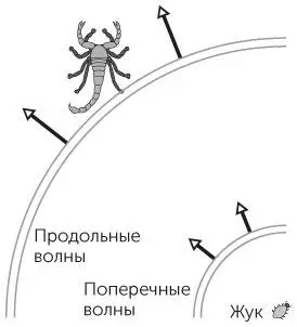 Рис 144 Задача 1126Волны оповещают скорпиона о движении жука 1127 - фото 45