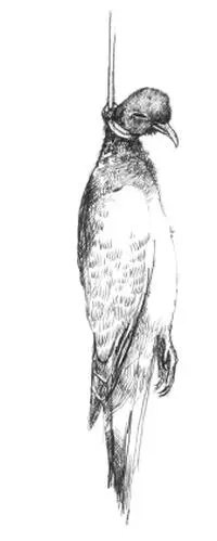 Я сделала восковую копию дикого голубя которая заменила мне маменьку Прошло - фото 13