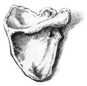 Вскоре в мастерскую пришел хирург Гофман и застал нас поглощенными беседой Я - фото 14