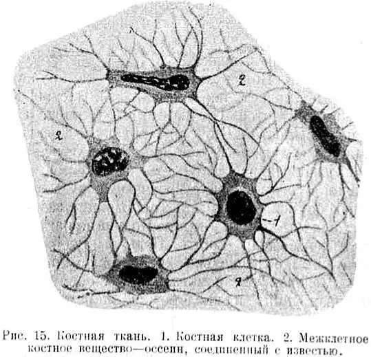Конечно она не гибка как резинка сказал лейкоцит но все же до - фото 33