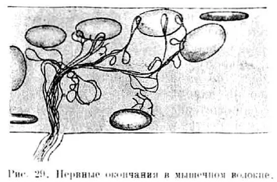 Центростремительные нервы непременно начинаются от какихлибо органов чувств - фото 47