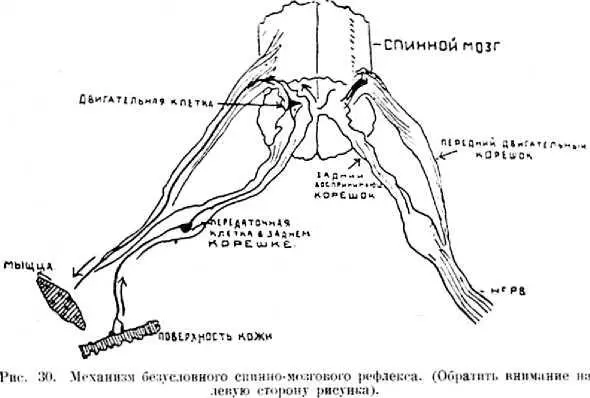 Но всех их объединяет то что они безусловны Волей здесь можно сделать очень - фото 48