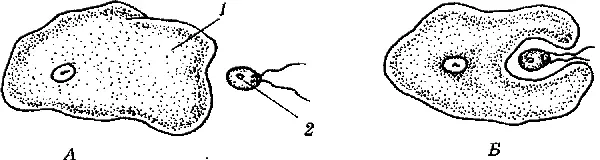 Схема фагоцитоза амёбы 1 клетка амёбы 2 клетка водоросли 3 - фото 26