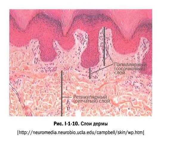 Вся дерма пронизана тончайшими кровеноснымии лимфатическими капиллярами и - фото 10