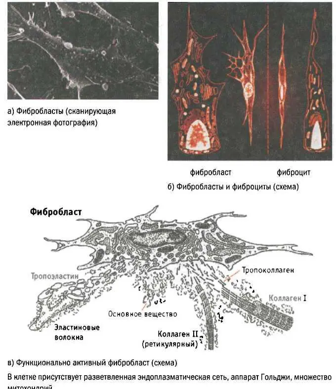 Рис 1111 Фибробласты главные клетки дермального слоясвязывающими и - фото 11