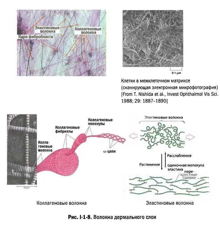 За состоянием межклеточного вещества в дермальном слое следят фибробласты - фото 8