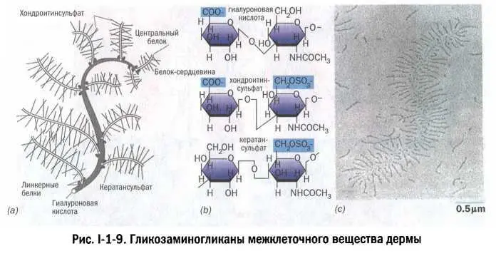 Особенно быстро протекает метаболизм гиалуроновой кислоты Ученые так до сих - фото 9