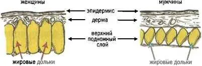 Целлюлит это женская неприятность У мужчин целлюлит бывает редко даже у - фото 93