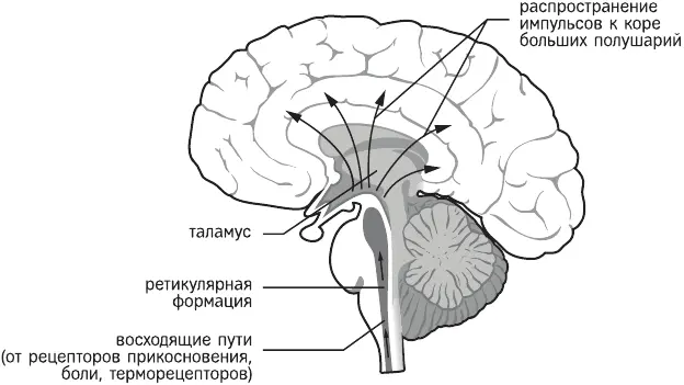 Рис 2 Анатомическое расположение ретикулярной формации Но в стволе мозга - фото 2