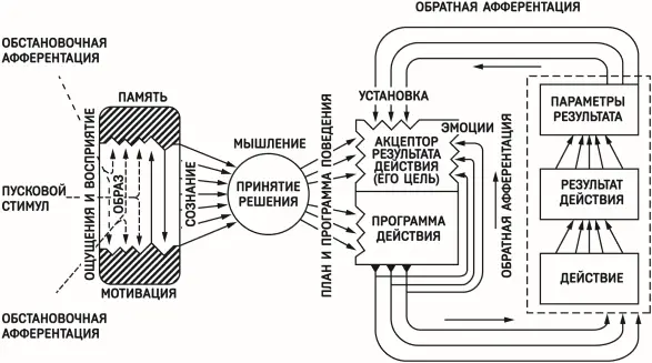 Рис 11 Функциональная система по П К Анохину Вот собственно нехитрый - фото 11