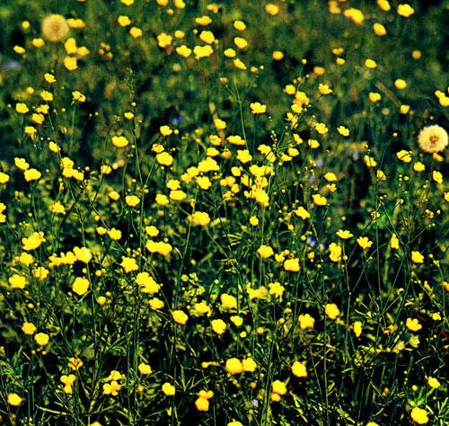 Лютик Цветки у лютика жёлтые лепестки снаружи матовые а внутри блестящие так - фото 12