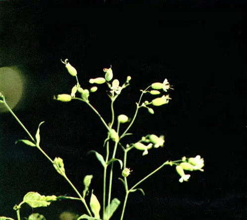 Смоловкахлопушка Цикорий Просыпается он на рассвете когда многие цветы - фото 18