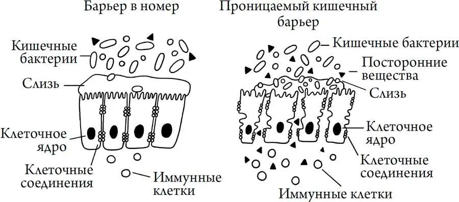 Обитатели нашего кишечника вырабатывают для нас витамины помогают усваивать - фото 28