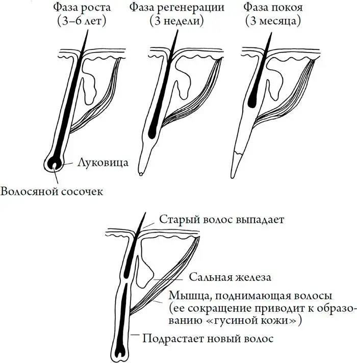 Когда выпадают волосы корень зла находится в самом корне волоса nomen est - фото 176
