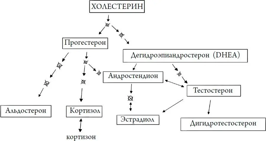 По части гормонов наш организм для врачей и аптекарей это черный ящик Пока - фото 257