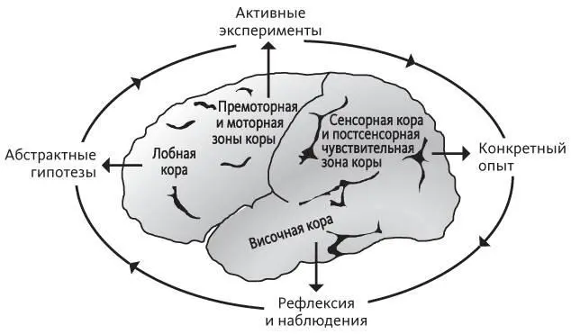 Рис 22Цикл эмпирического познания и области коры головного мозга Источник - фото 2