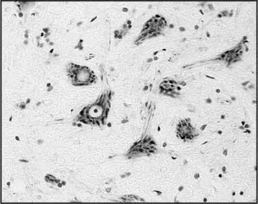 Рис 2 Окрашенные нейроны световая микроскопия Рис 3 Окрашенные нейроны - фото 2