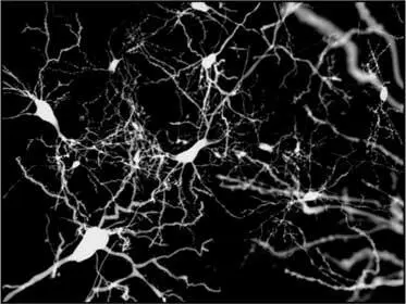 Рис 3 Окрашенные нейроны флуоресцентная микроскопия Более 50 клеток мозга - фото 3