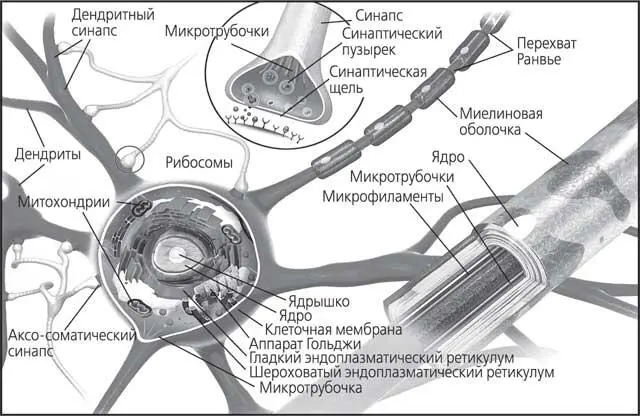 Рис 4 Схематическое изображение строения нейрона Отложите книгу на несколько - фото 4