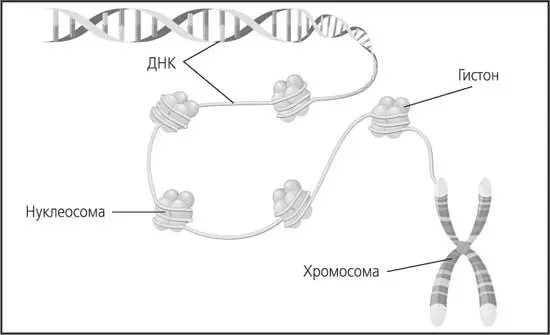 Рис 5 Накручивание ДНК на катушки или нуклеосомы состоящие из белков - фото 5