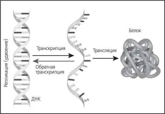Рис 6 Матричные процессы в клетке Мы видим что с ДНК синтезируется РНК - фото 6