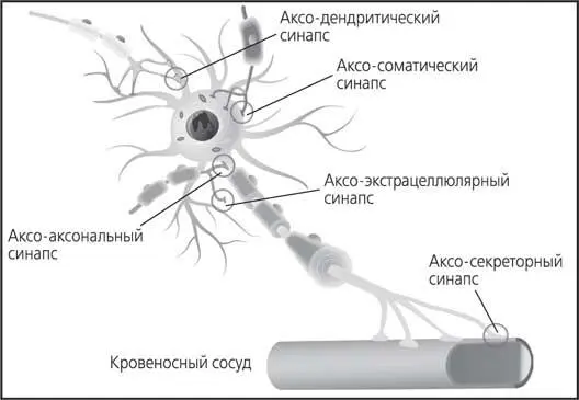 Рис 7 Схематическое изображение разных типов синаптических контактов - фото 7