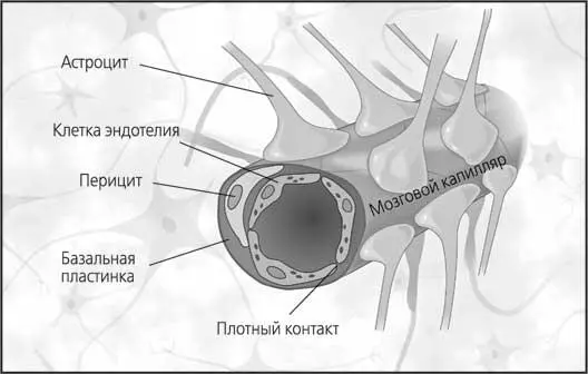Рис 9 Схематическое изображение ГЭБ поперечный срез сосуда ГЭБ - фото 9