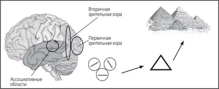 Рис 18 Упрощенная схема поэтапной сборки изображения в коре мозга Мы также - фото 18