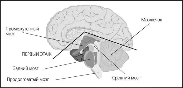 Рис 21 Схема мозга Ломаная линия определяет границу первого этажа мозга - фото 21