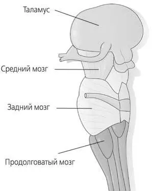 Рис 22 Ствол мозга Первый этаж Средний мозг одна из важнейших структур - фото 22