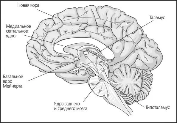 Рис 31 Строение ацетилхолиновой холинергической системы Работа - фото 31